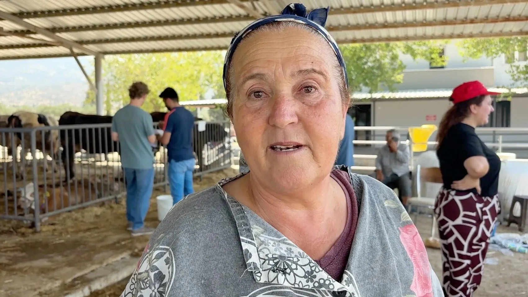 Aydın yangınında tahliye edilen hayvanlar evlerine dönüyor