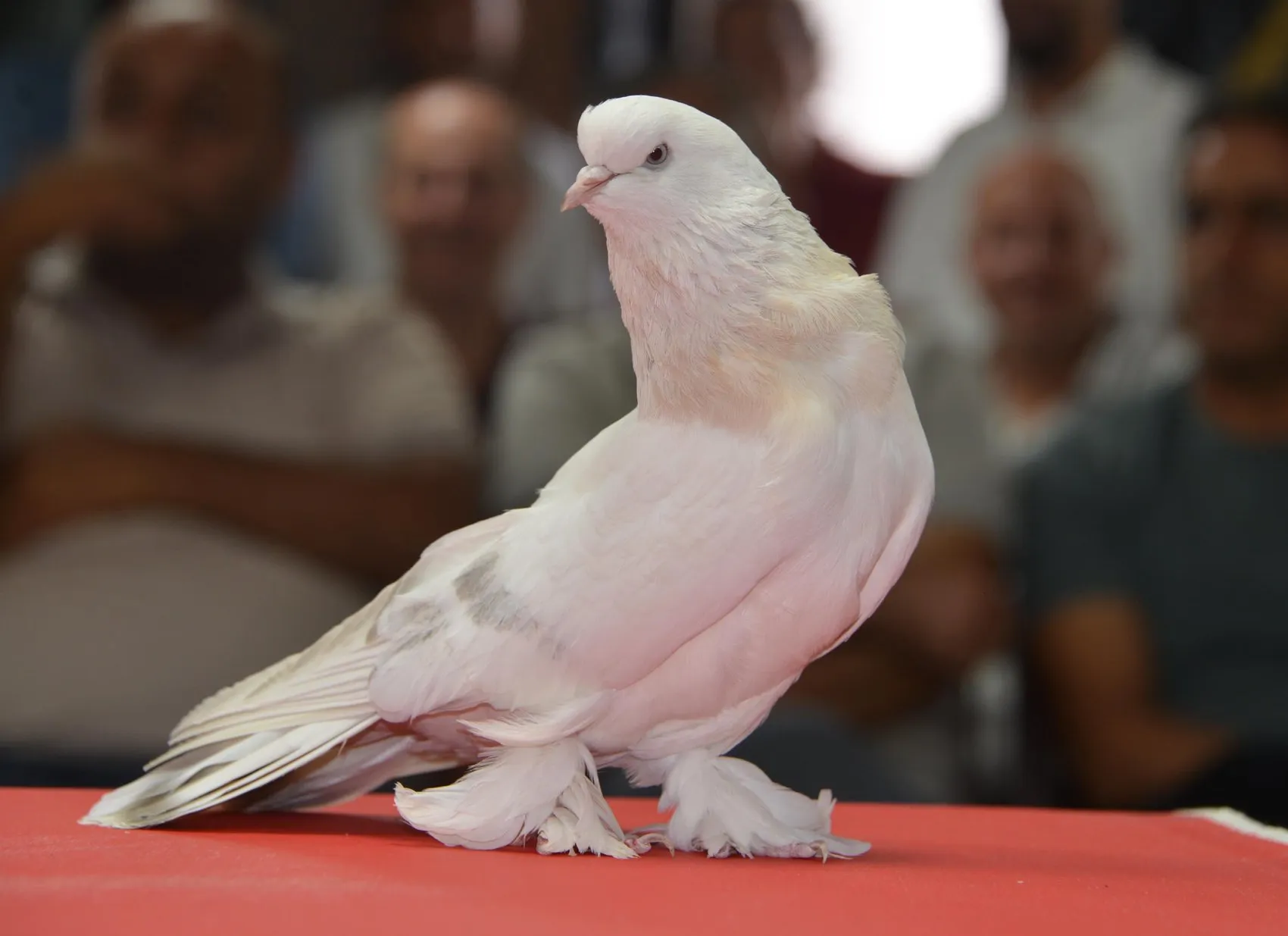 Milyonluk şebap güvercinleri Erzurum'da podyuma çıktı