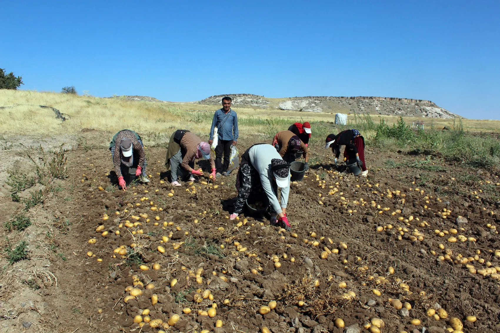 Tarlada 10 liraya düşen patatesin marketteki 40 liralık gizemi