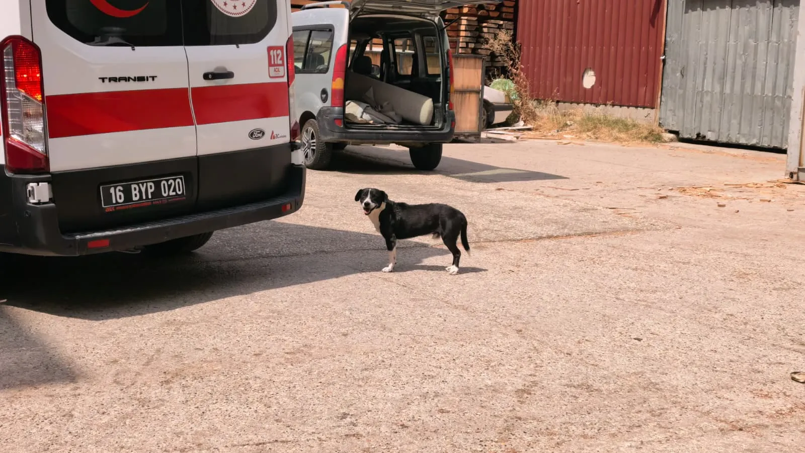 Ambulansın başından bir an olsun ayrılmadı: Kazaya sebep olan köpeğin vefası şaşırttı