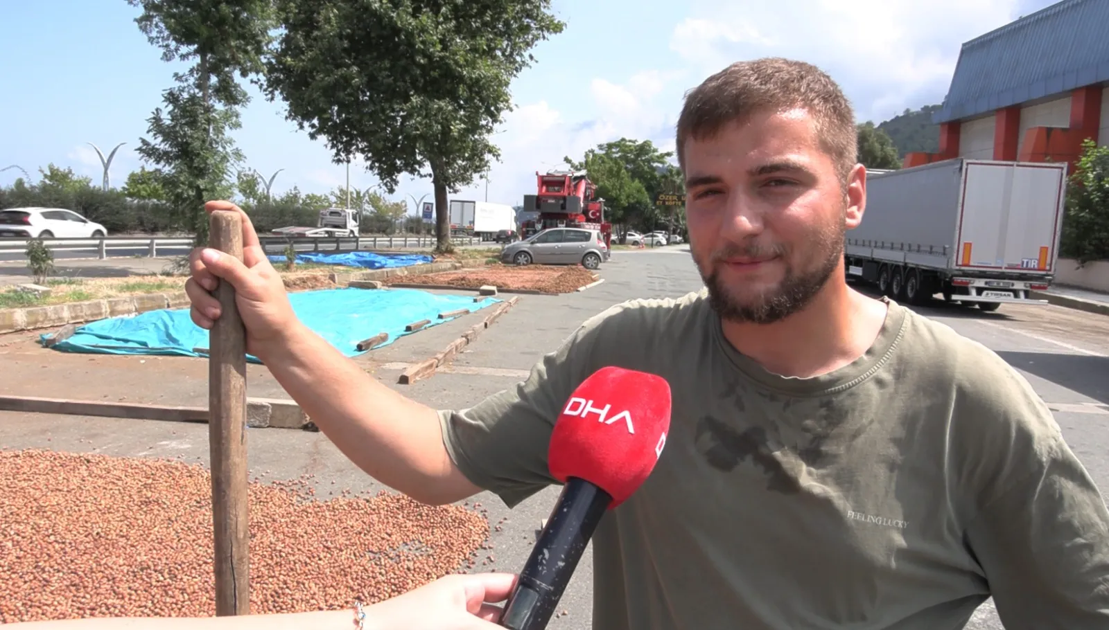 Trabzon'da fındık mesaisi: Sahil yolu kurutma alanına dönüştü
