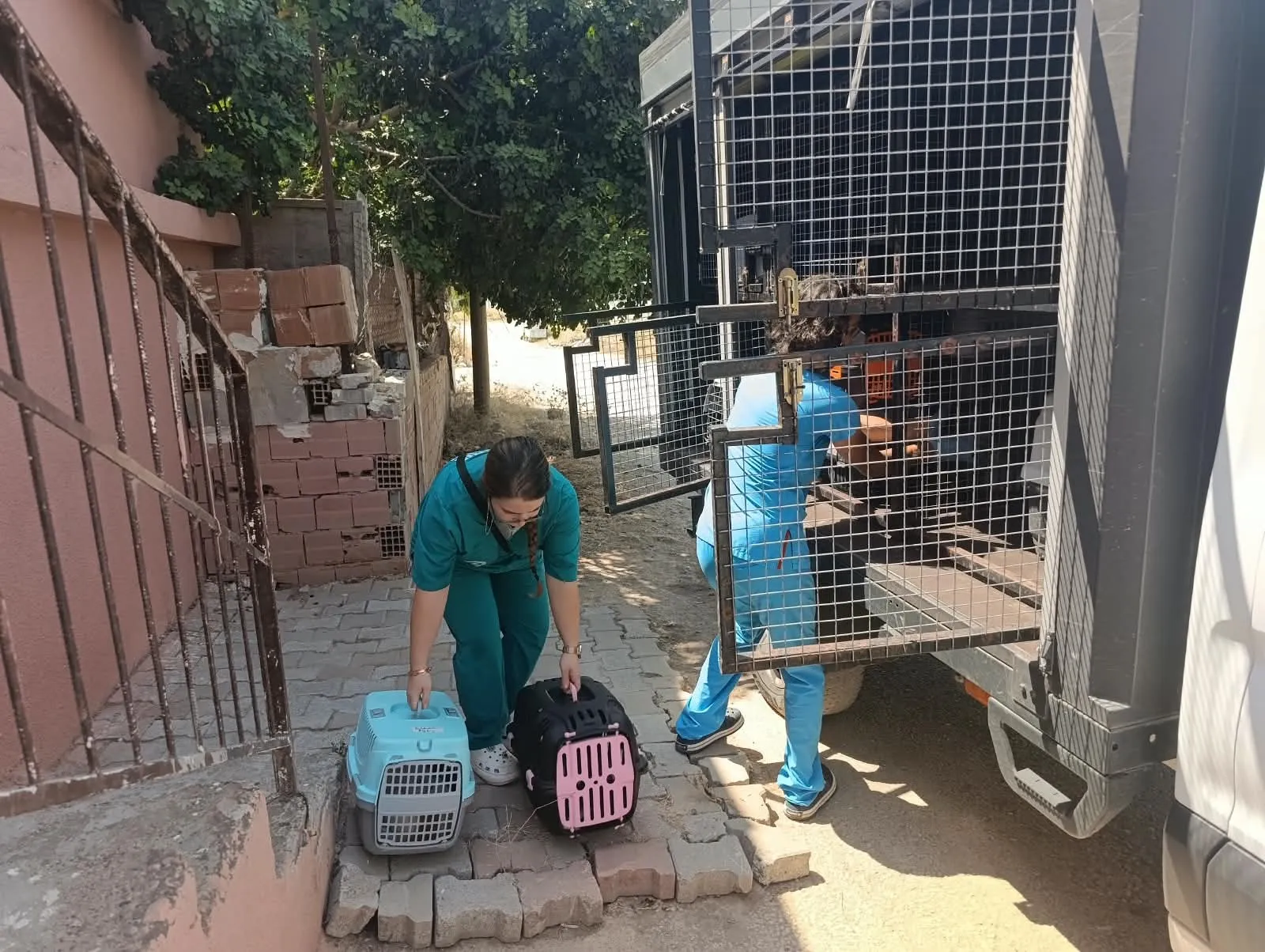 Mersin'de çöp ev ihbarı 100 kediyi ortaya çıkardı
