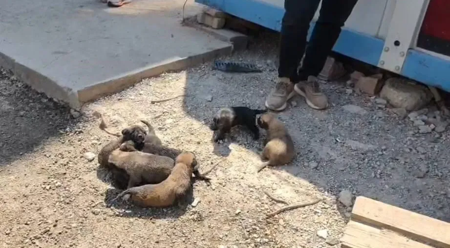 İslahiye’de konteyner altında kalan anne köpek ve 7 yavrusu kurtarıldı