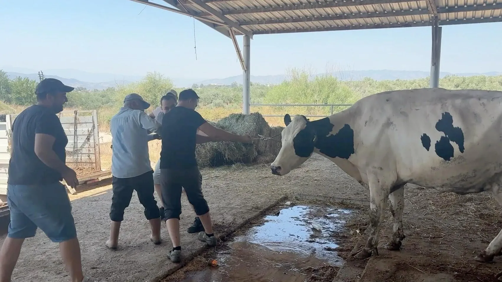 Aydın yangınında tahliye edilen hayvanlar evlerine dönüyor