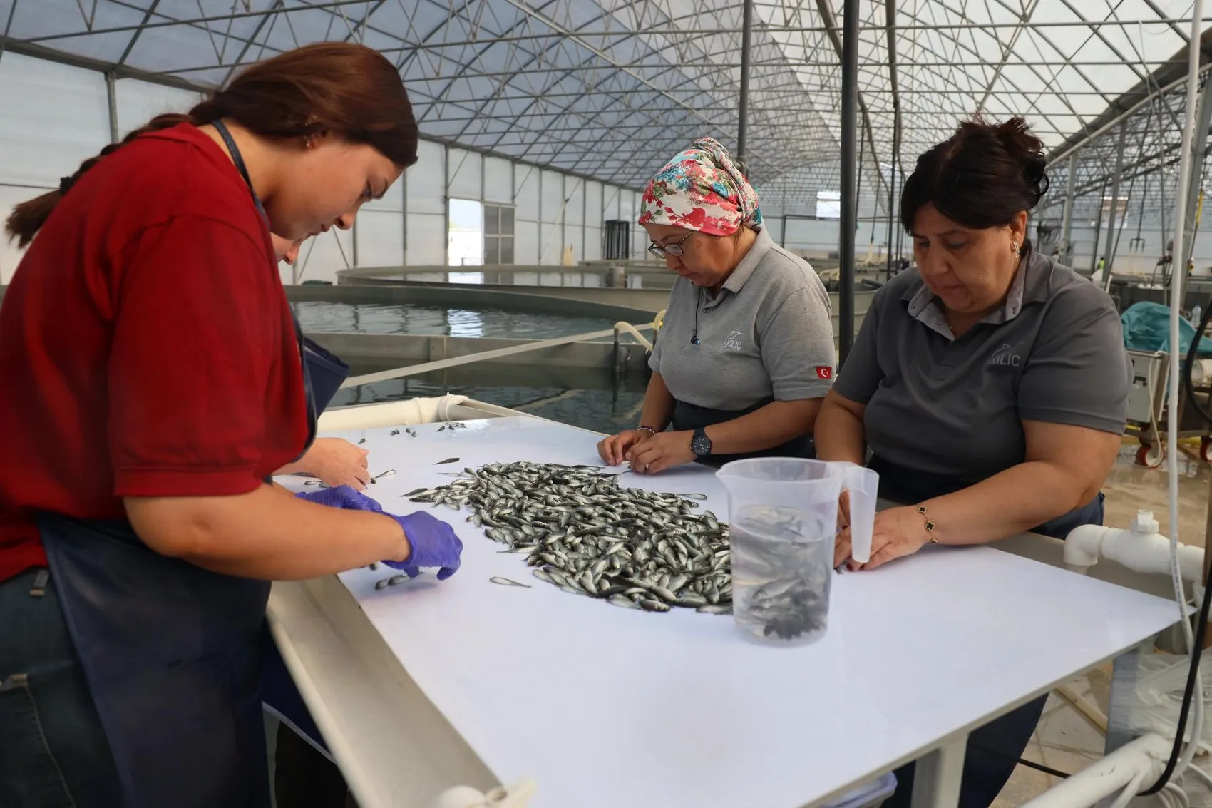 Muğla'nın mavi hazinesi 900 milyon yavru balık 5 ülkeye ihraç ediliyor