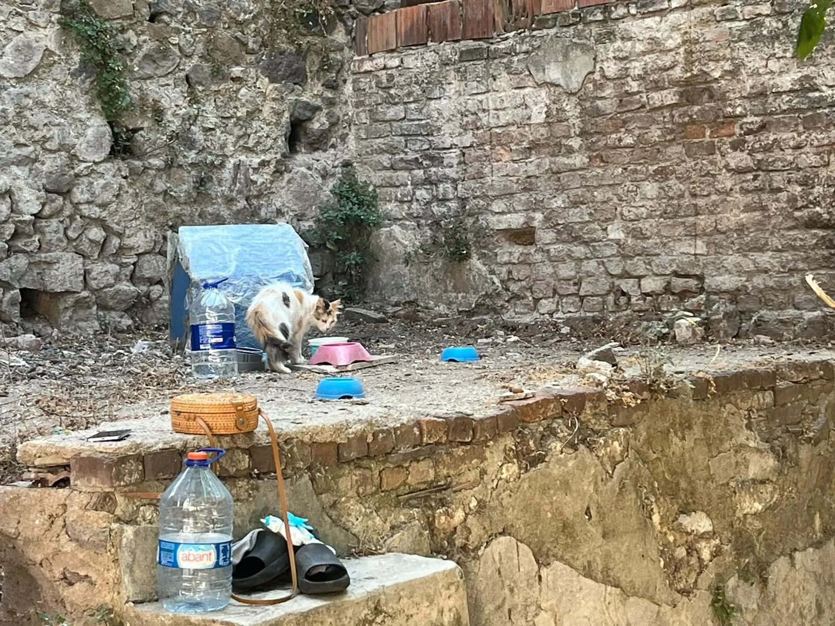 İzmirli kedilere teknolojik mahalle