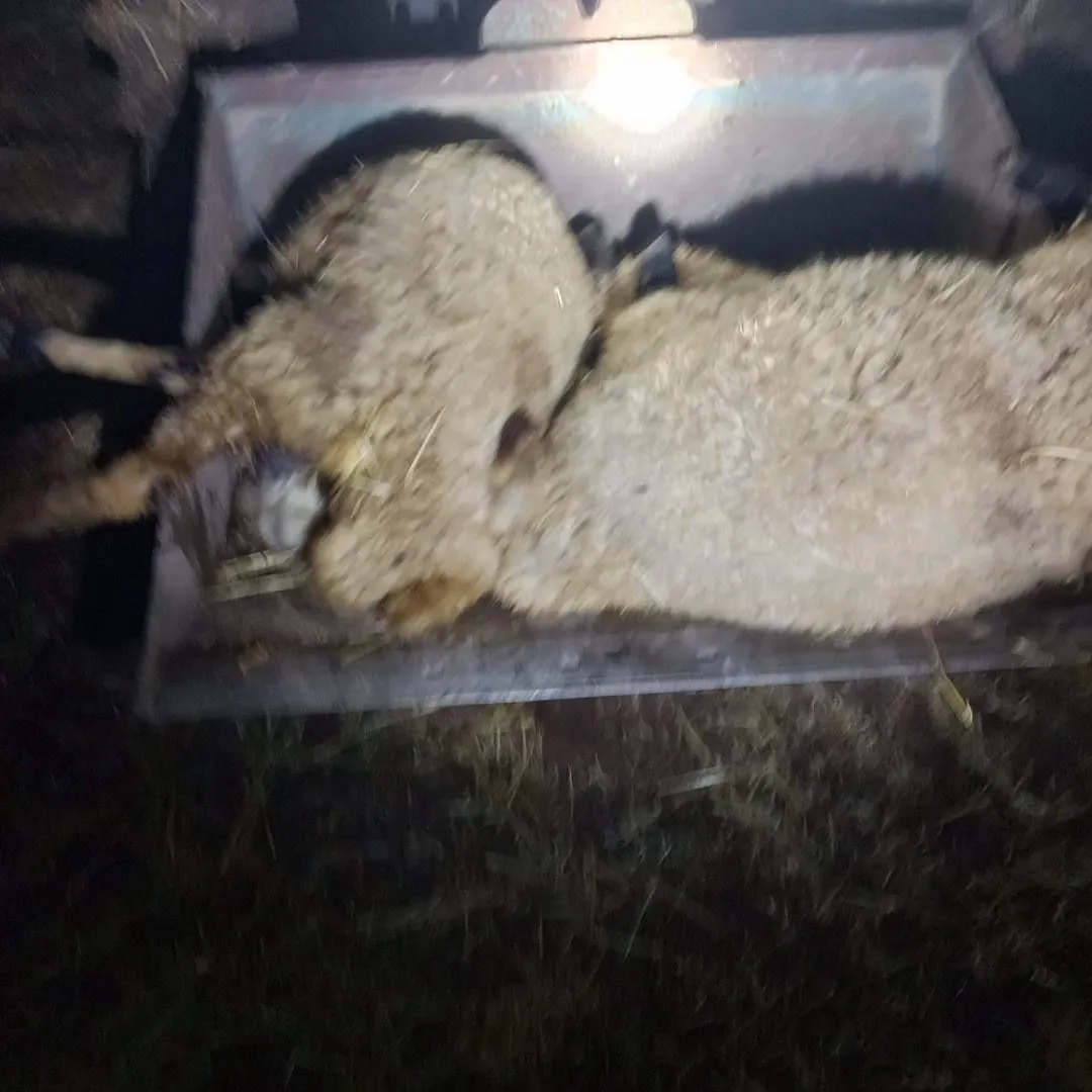 Gece yarısı ağıla düşen yıldırım 21 koyunu öldürdü