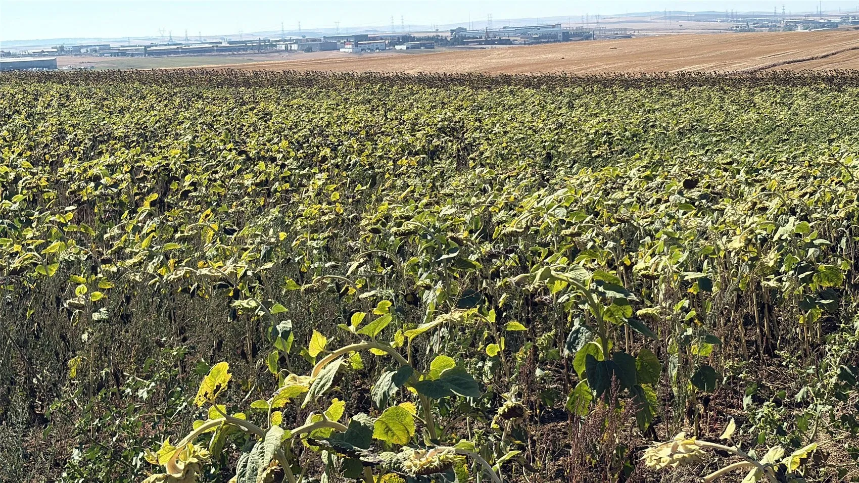 Trakya'da ayçiçeği ekimi azaldı, bu yıl üretimde açık bekleniyor