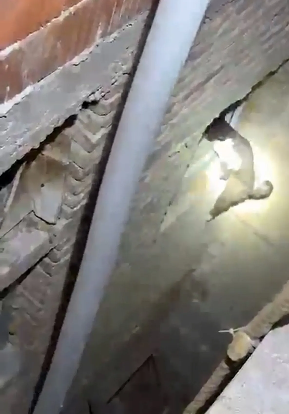 Burdur'da itfaiyeyi şaşırtan kedi operasyonu