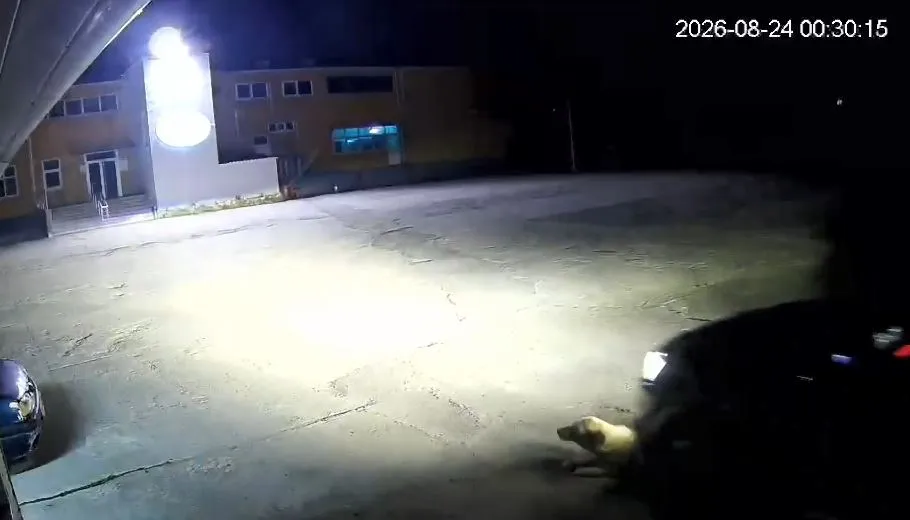 Fabrika kapısında ciple köpeği ezdi, güvenlik kamerası saniye saniye kaydetti