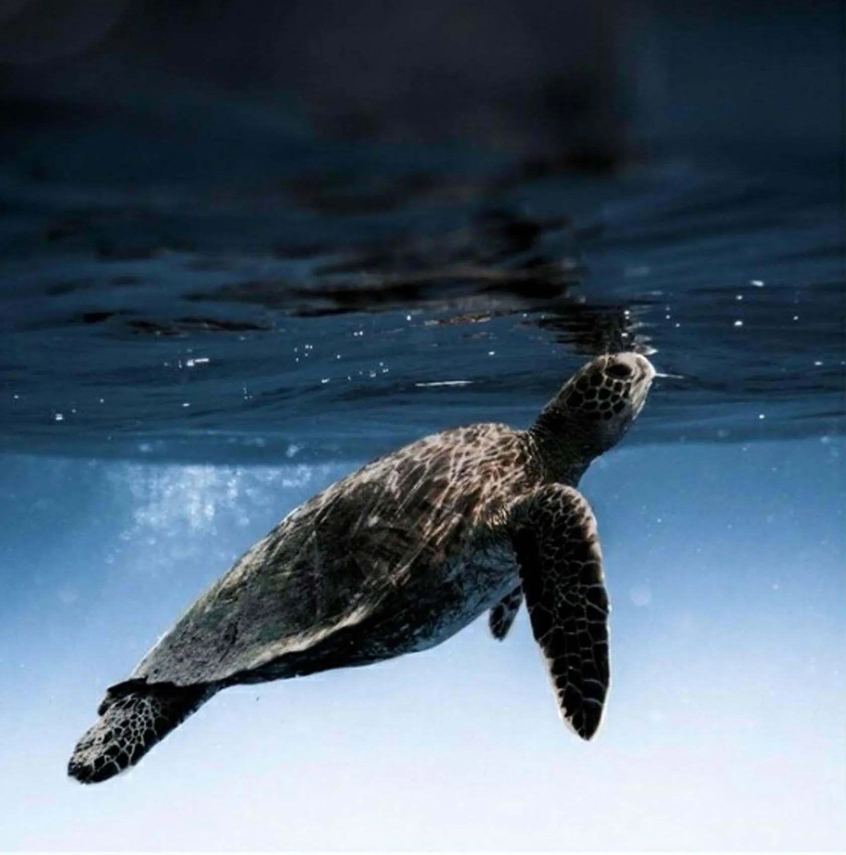 İztuzu plajında caretta carettalara yaklaşanlar için kritik uyarı