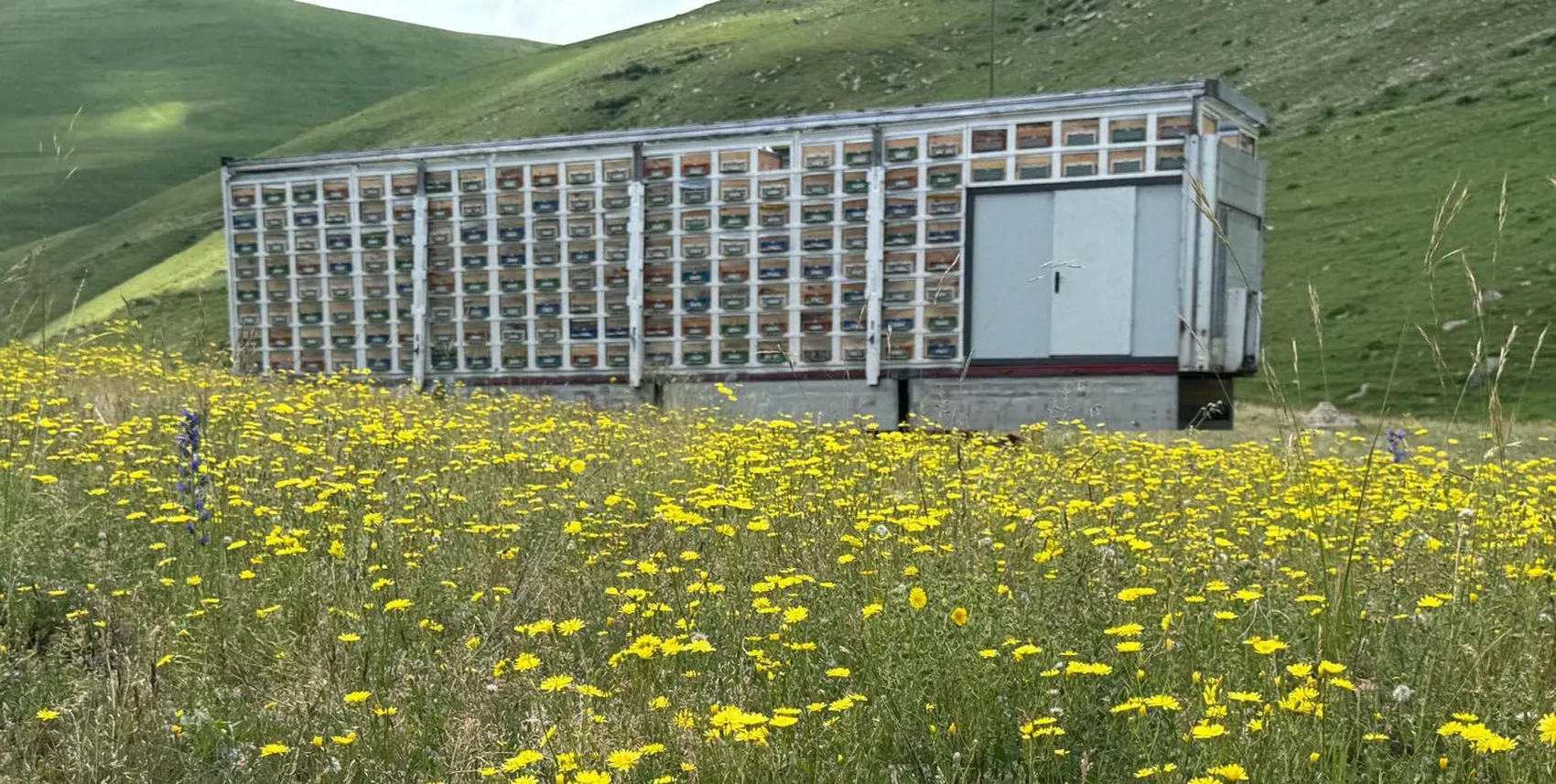 Karslı arıcıdan TIR dorsesinde devrim gibi bal üretimi