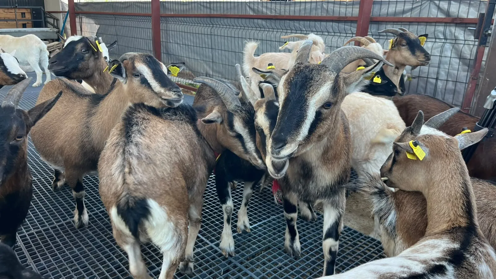 Ankara'da hobi olarak başladı şimdi cüce keçi çiftliği yönetiyor