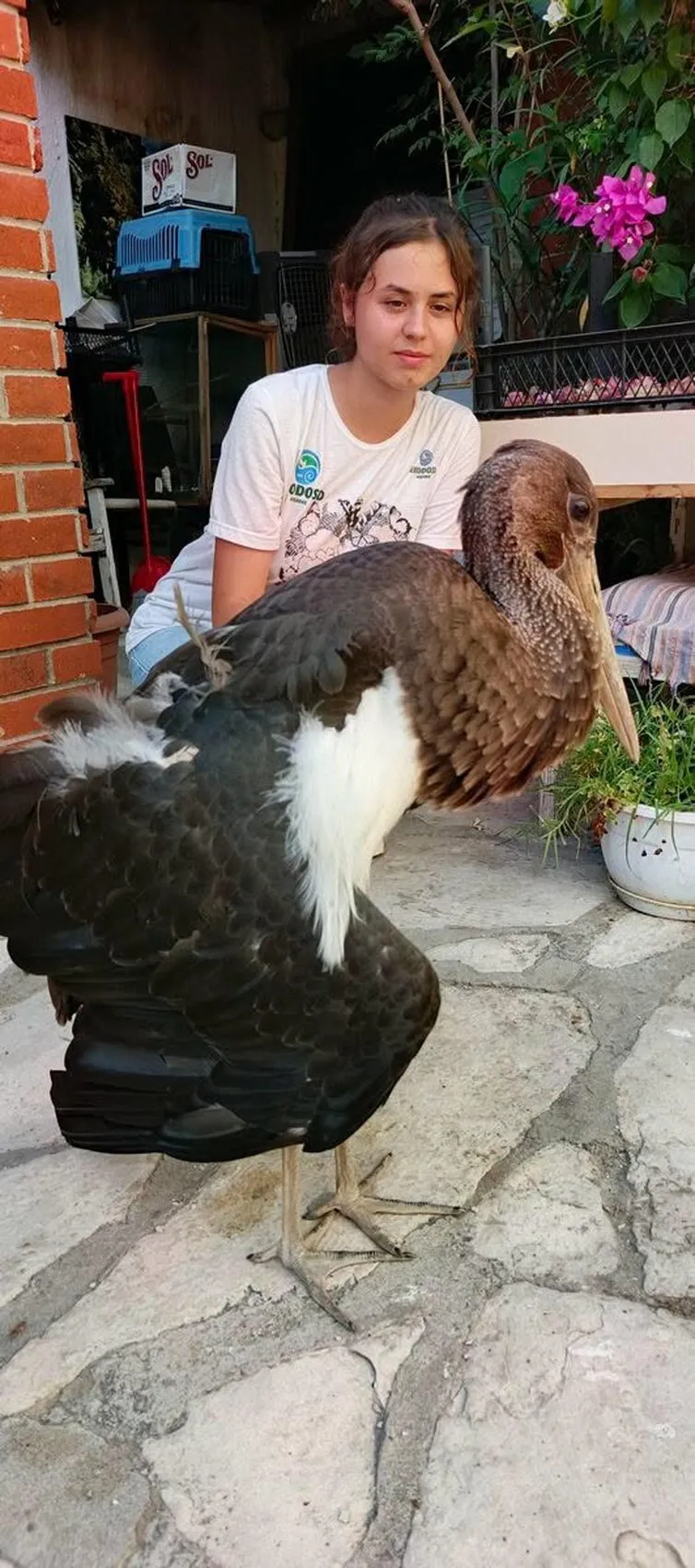 Söke'de yaralı karaleylek kurtarıldı