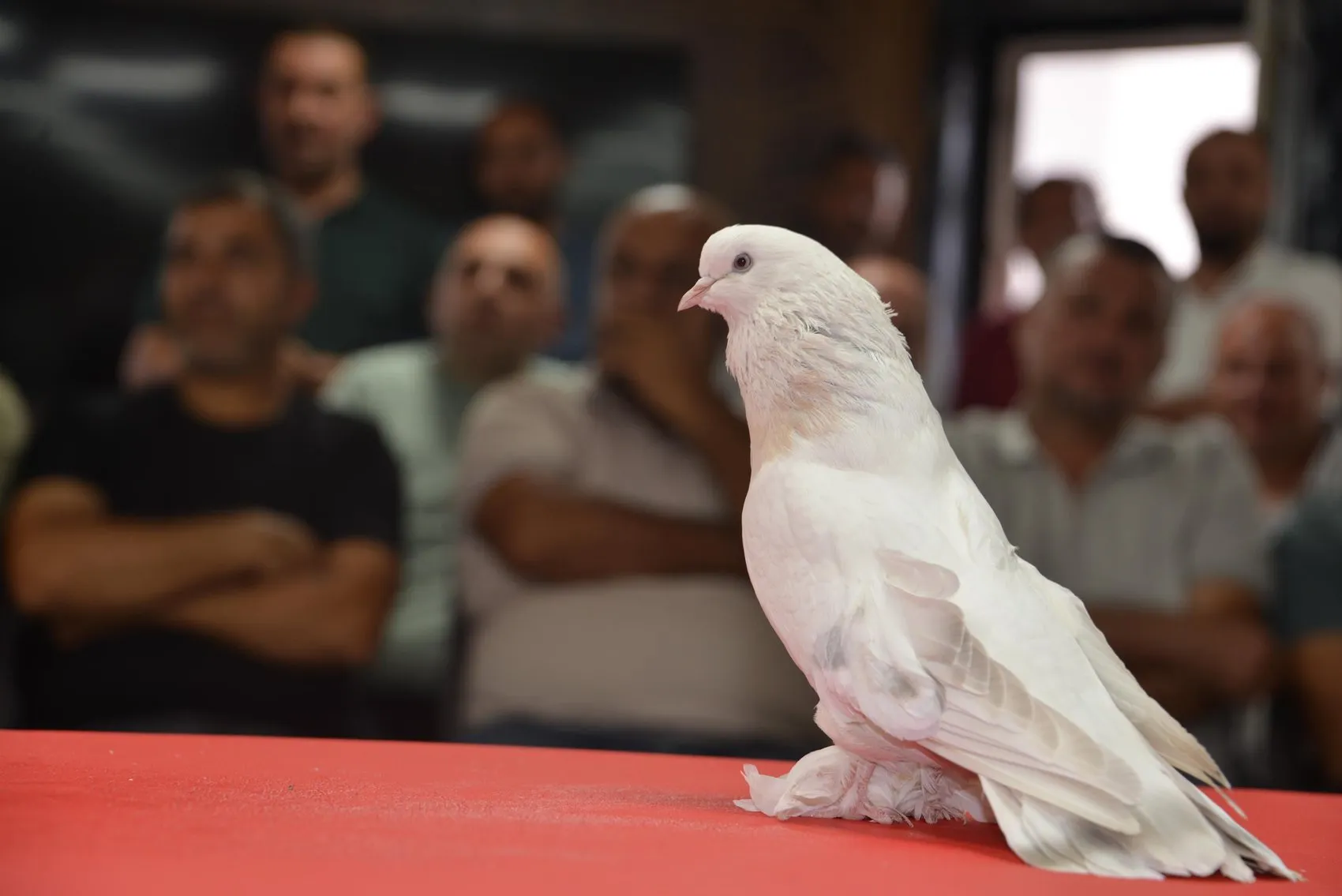 Milyonluk şebap güvercinleri Erzurum'da podyuma çıktı