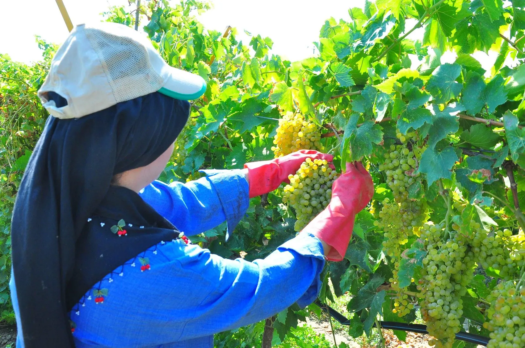 Manisa bağlarında hummalı mesai başladı