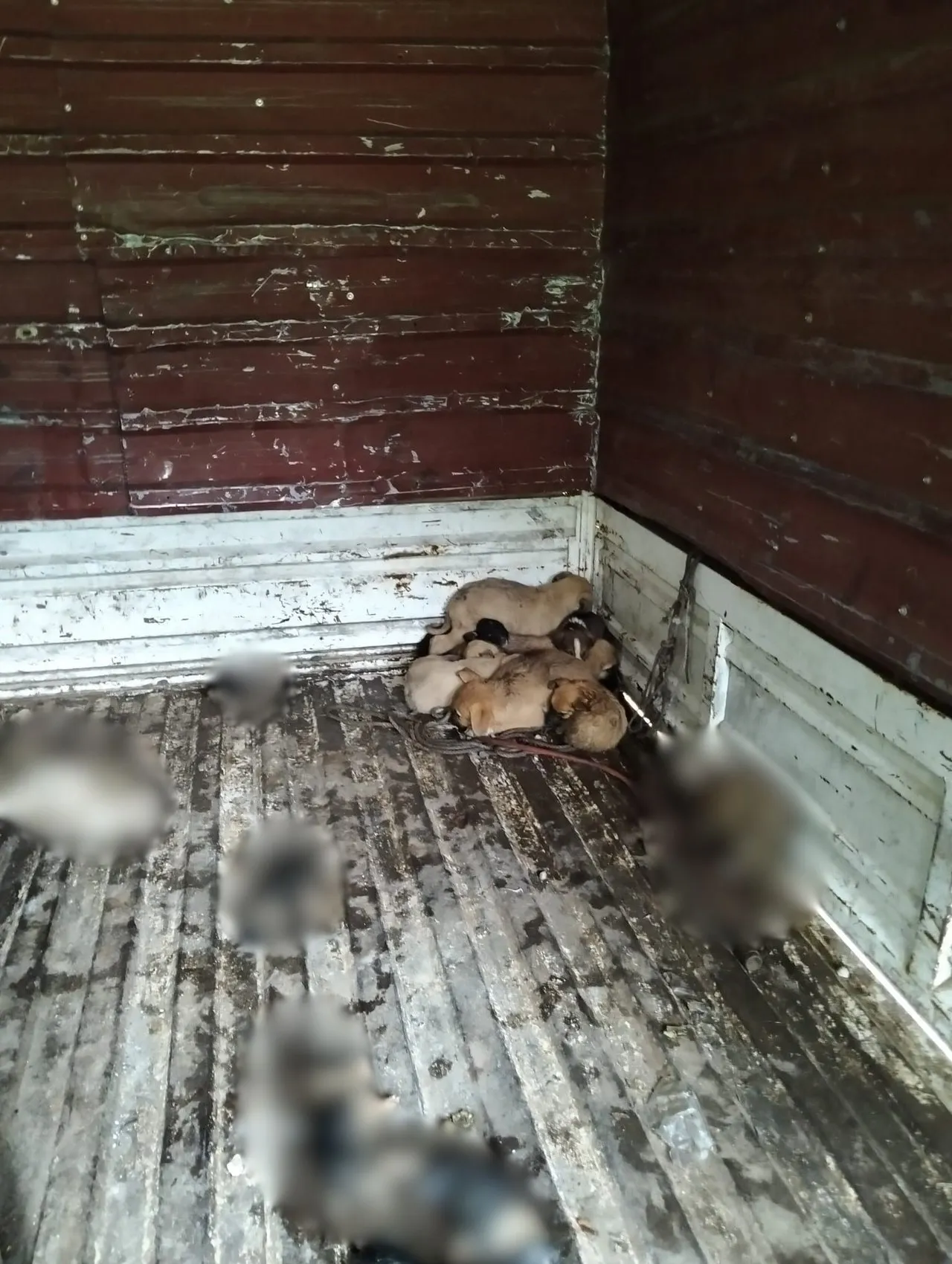 Ordu'da sokak hayvanlarını yaylaya bırakmaya çalışan 3 şüpheli yakalandı