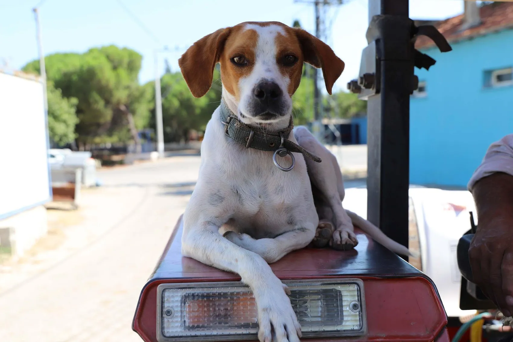 Sokaktan kurtardığı köpeğiyle tarlada mesai arkadaşı oldu