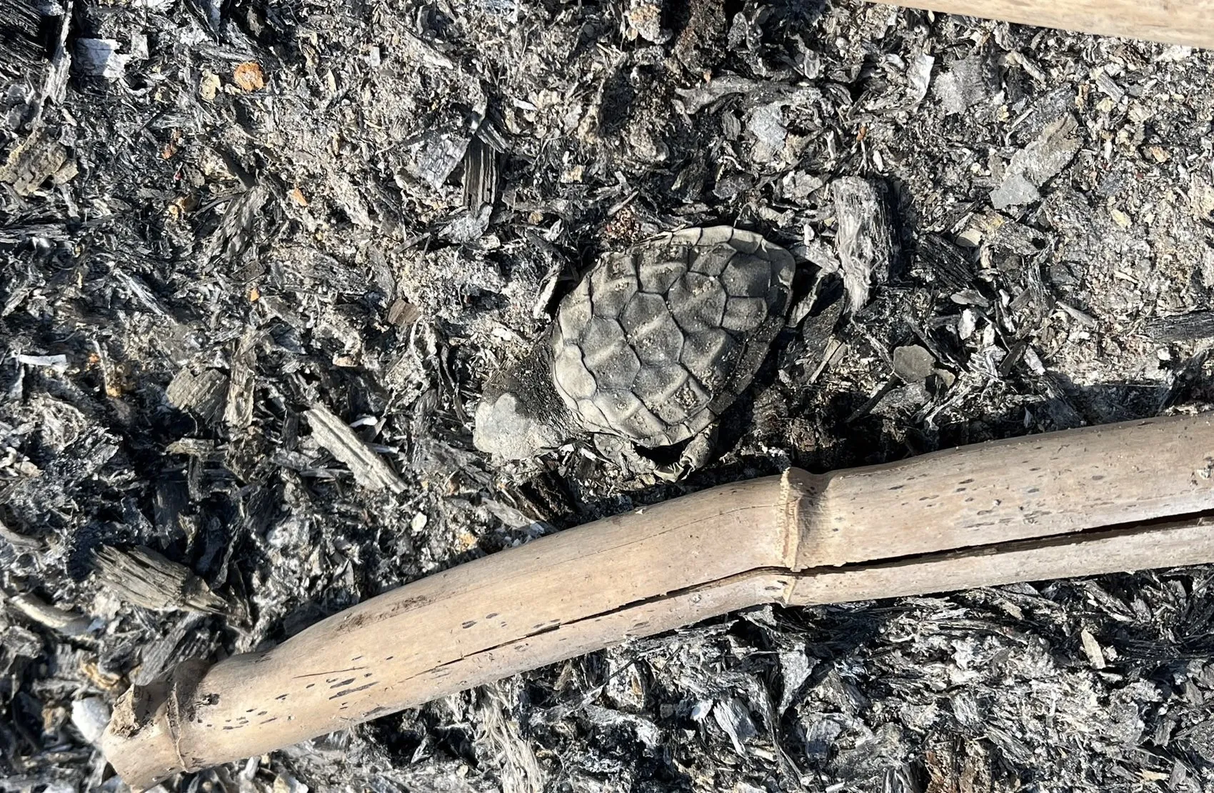 Antalya sahillerinde yakılan ateş yavru caretta carettayı öldürdü