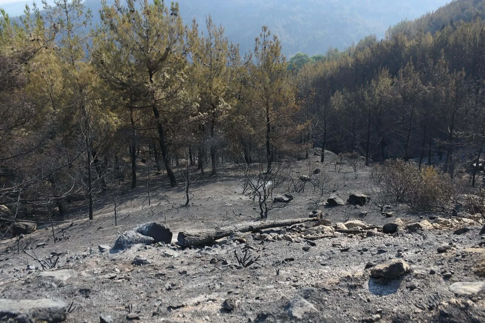 Aydın Çine’de orman yangınıyla mücadele dördüncü gününde