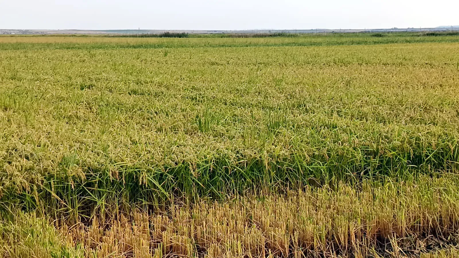 Edirne'de çeltik hasadı başladı, Bakan Yardımcısı biçerdövere bindi