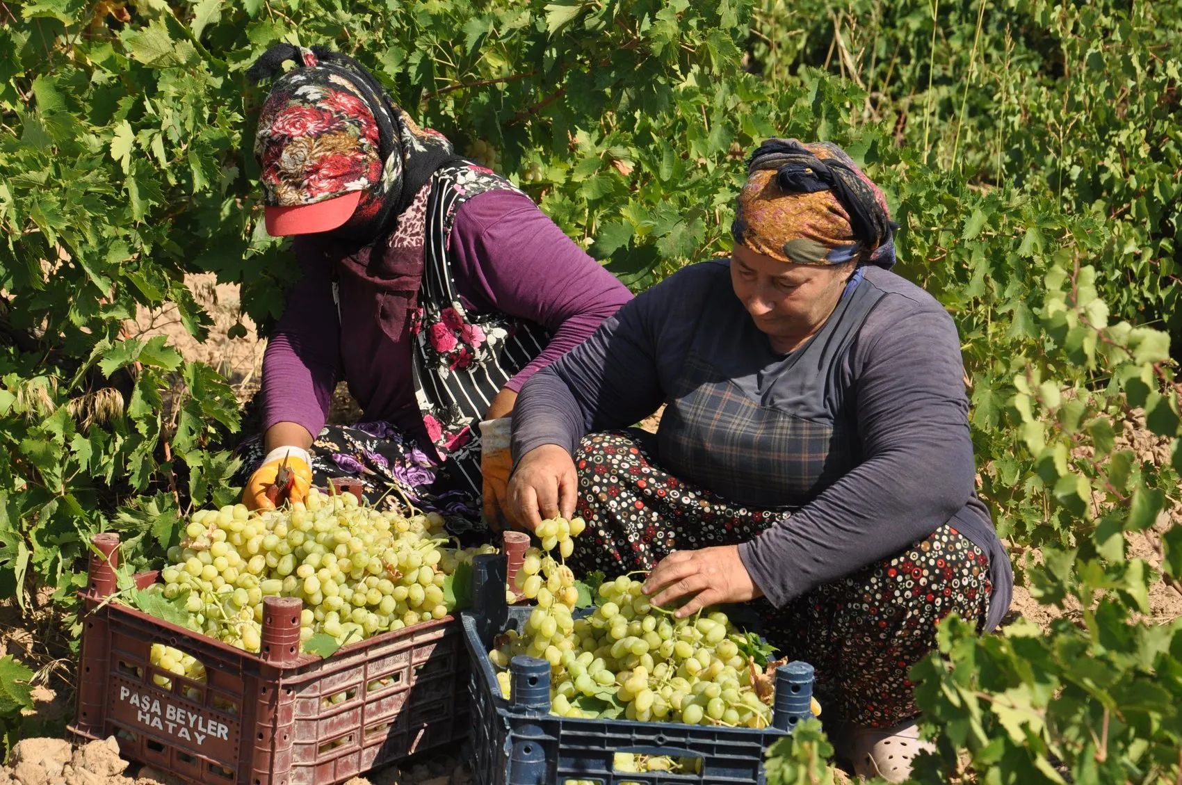 İslahiye bağlarında hasat mesaisi şafak vakti başlıyor