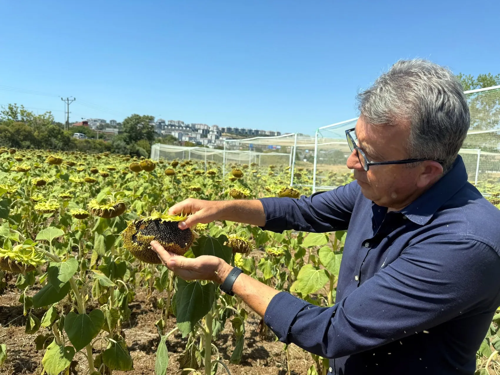 Trakya'da ayçiçeği ekimi azaldı, bu yıl üretimde açık bekleniyor