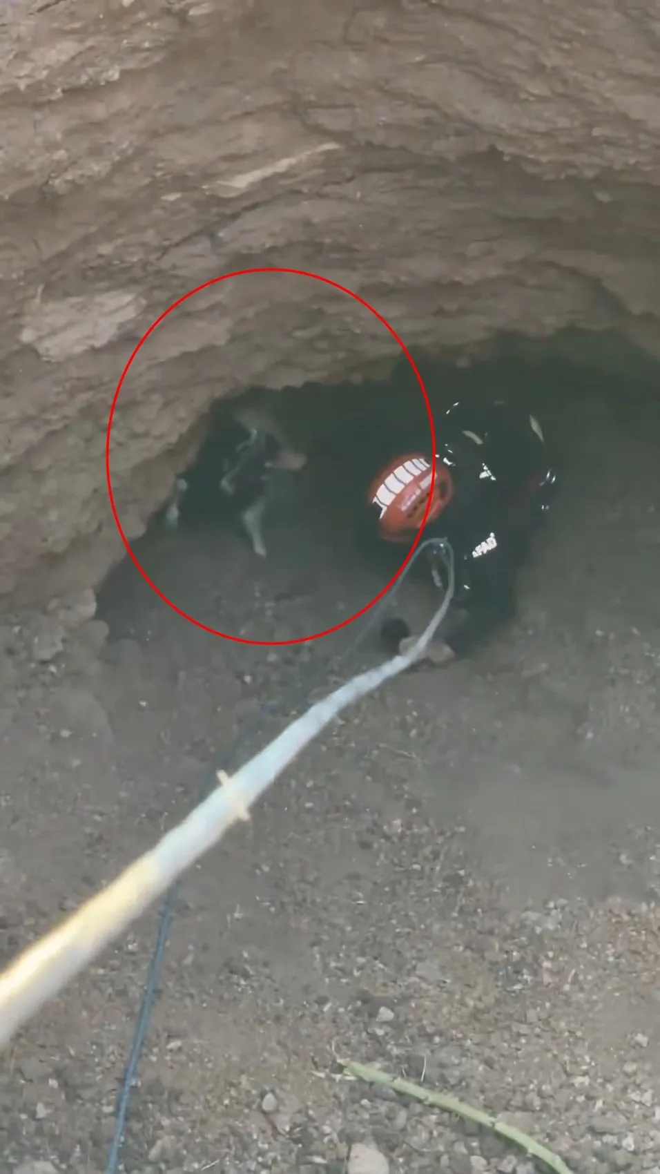 Siirt'te obrukta mahsur kalan keçi AFAD'ın çalışmasıyla kurtarıldı