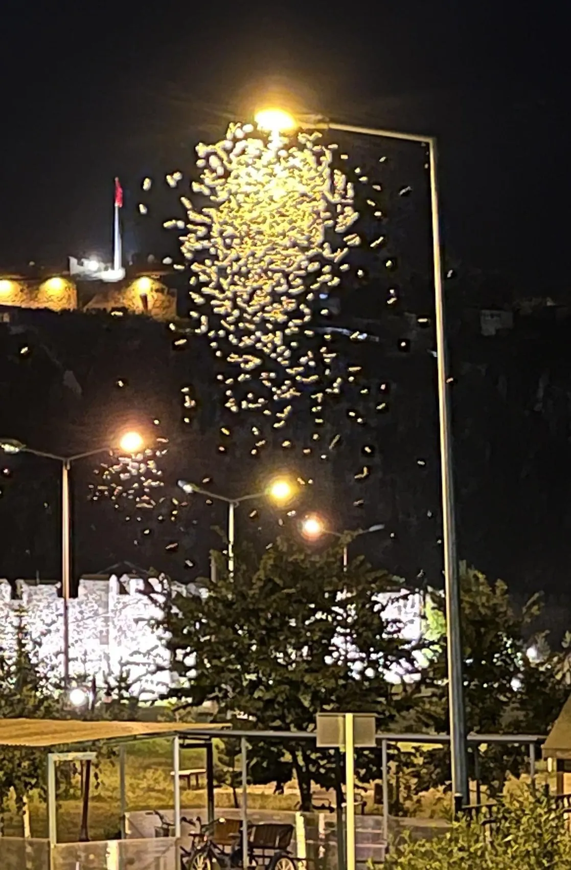 Ardahan'da beyaz kelebeklerin ışıkla imtihanı