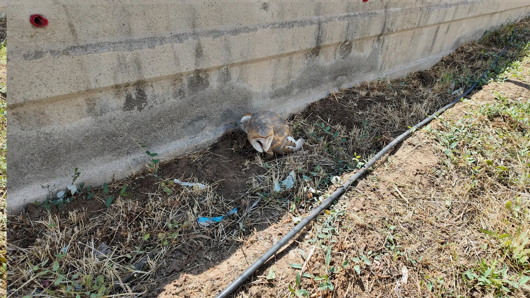 Okul bahçesinde bulunan nadir tür koruma altına alındı