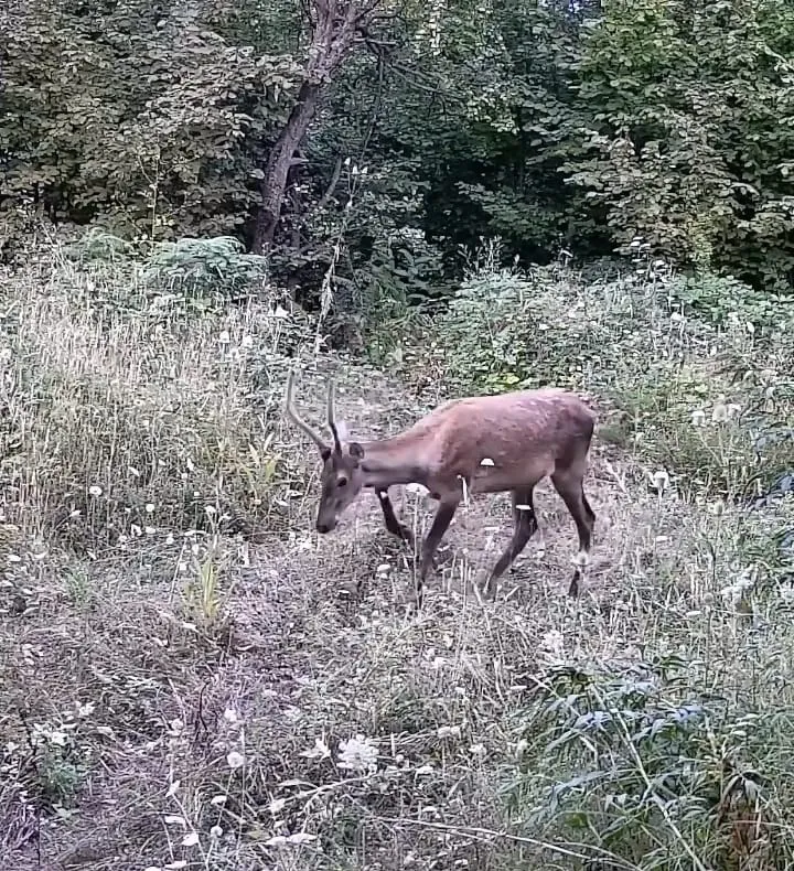 Tarlasına kurduğu kameraya ayı ailesi ve geyikler takıldı