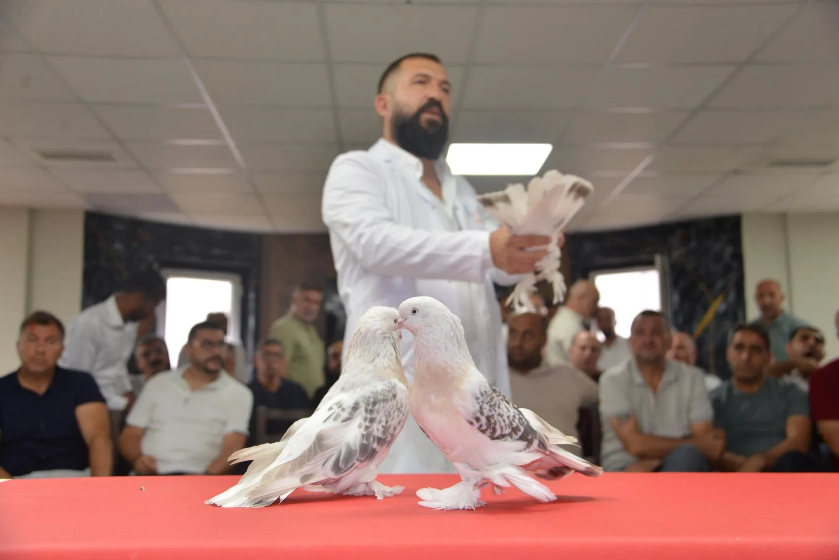 Milyonluk şebap güvercinleri Erzurum'da podyuma çıktı
