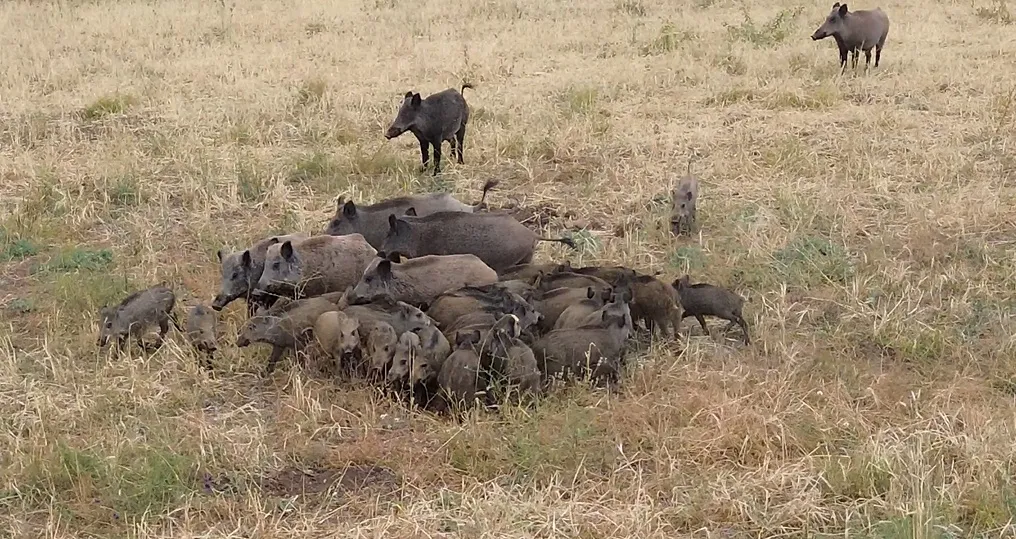 Domuz sürüsü mısırı talan ediyor, çiftçi tarlada nöbette