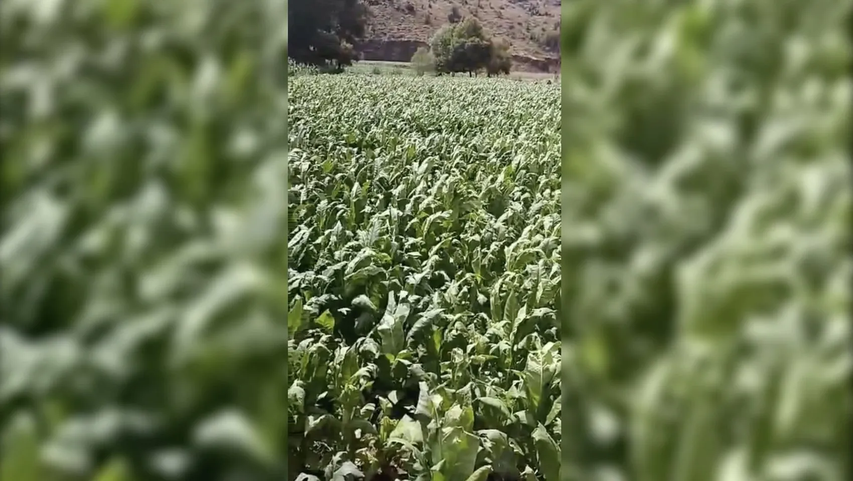 Çelikhan'da dolu kabusu: Tütün tarlaları bir anda beyaza büründü