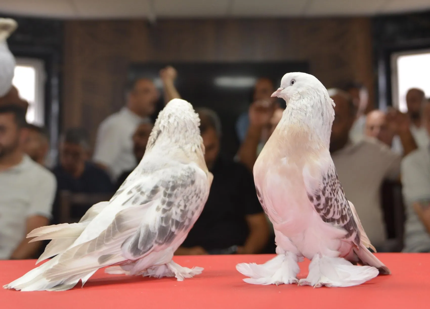 Milyonluk şebap güvercinleri Erzurum'da podyuma çıktı