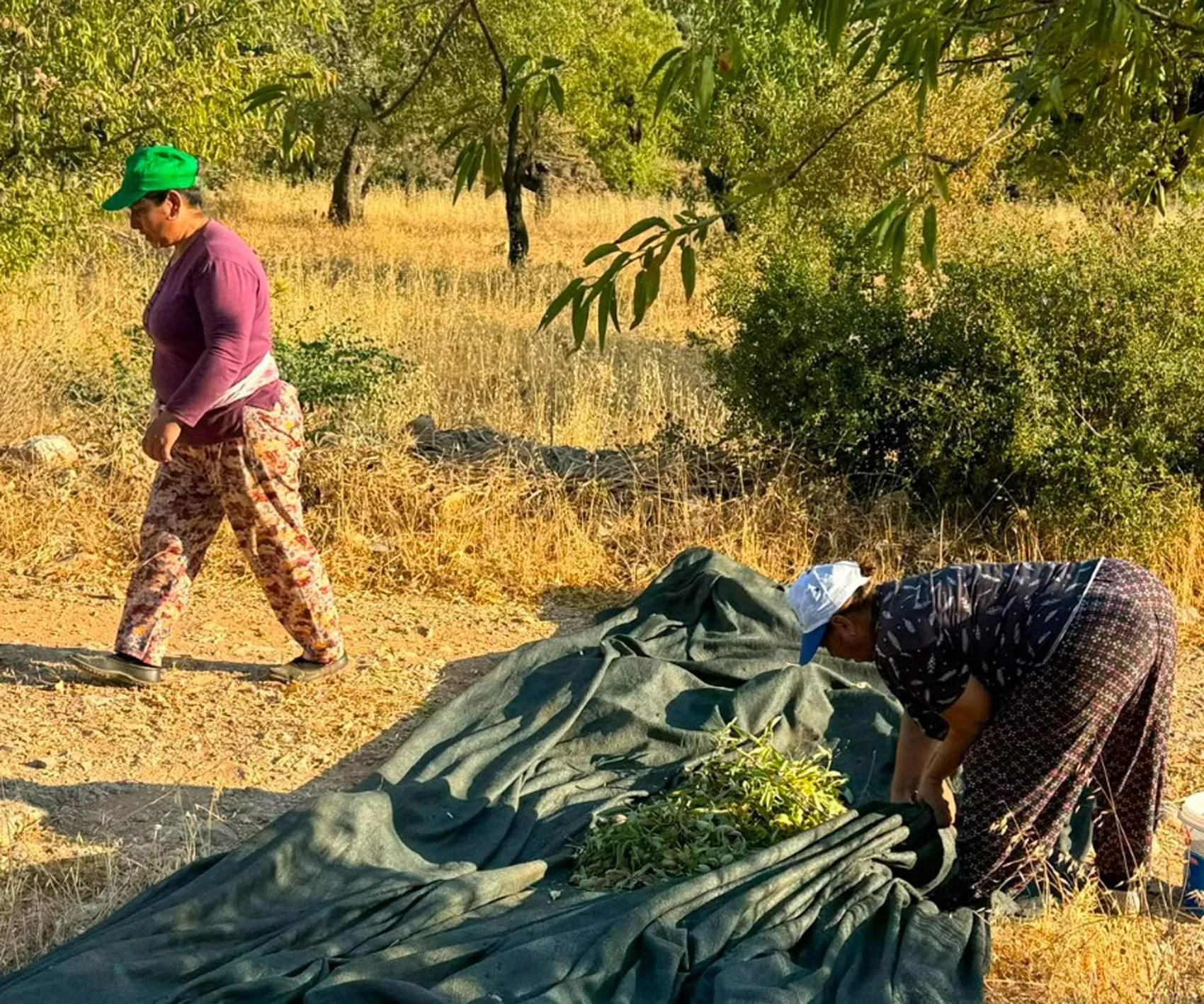 Datça’nın meşhur bademlerinde hasat dönemi resmen başladı