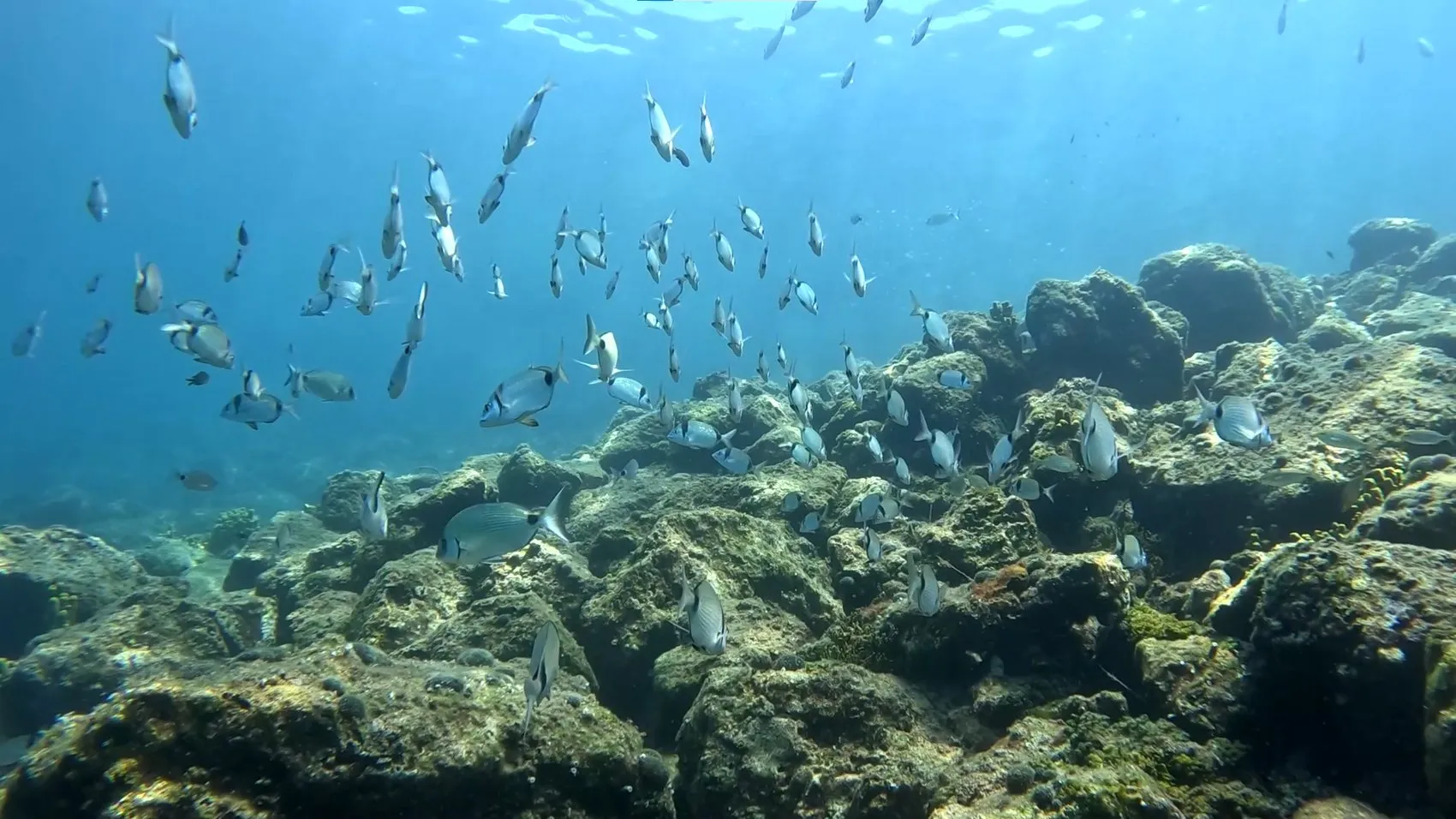 Saros Körfezi'nin derinliklerinde tarih ve doğa buluştu: 20 bin dalış tutkunu akın etti