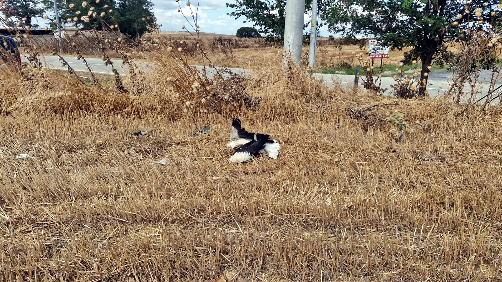 Tekirdağ'da yüksek gerilim hattı leyleklere mezar oldu