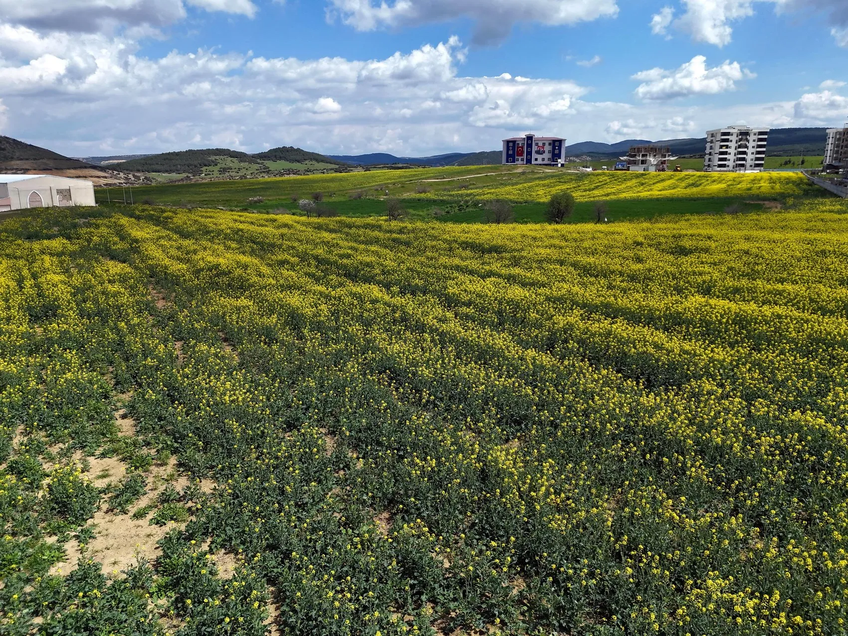 Edirne çiftçisinin yüzünü bu yıl sarı çiçekler güldürdü