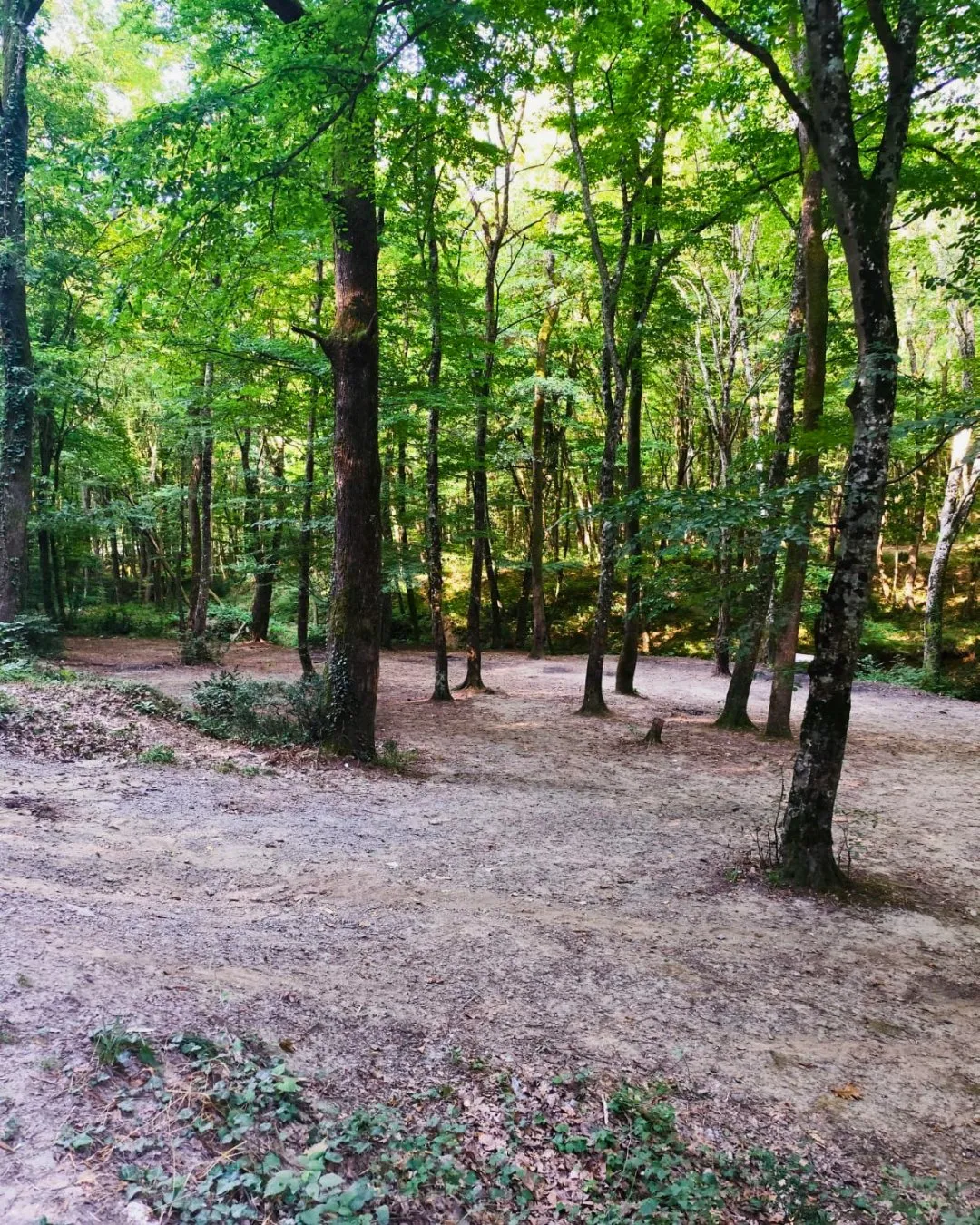 Belgrad Ormanı'ndaki çöp krizine ekipler müdahale etti