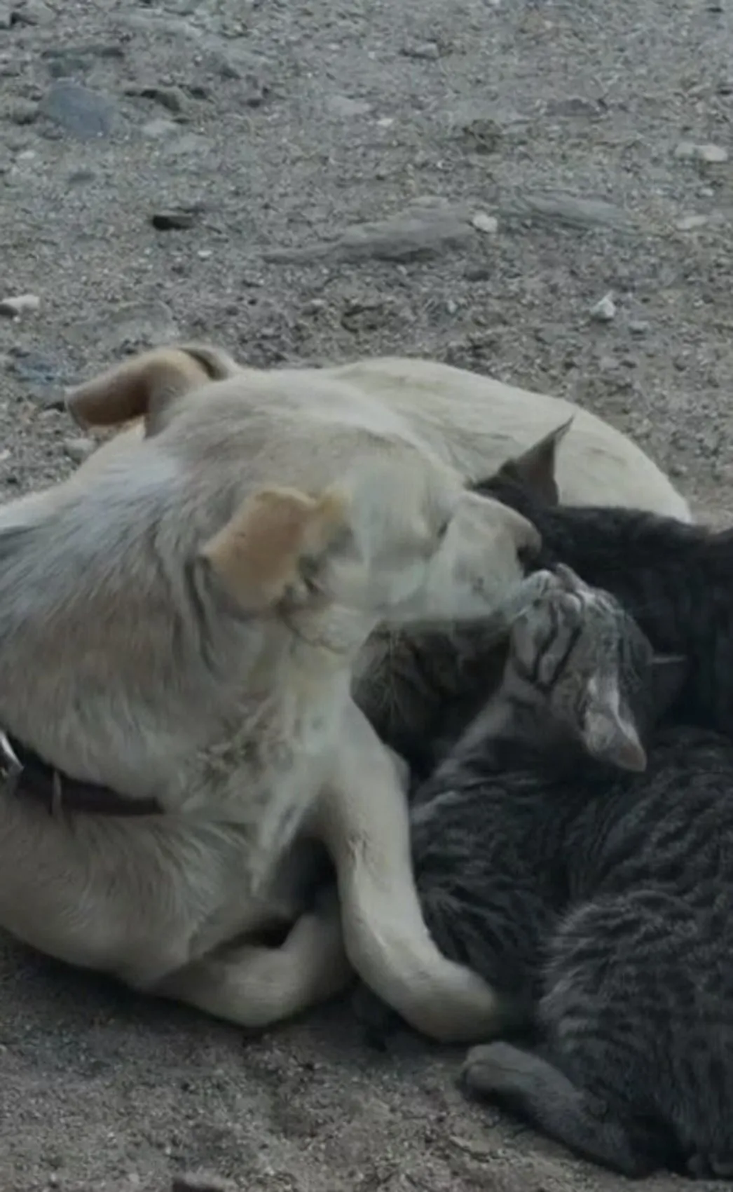 Çanakkale’de şaşırtan dostluk Anne köpek kedi yavrularını sahiplendi