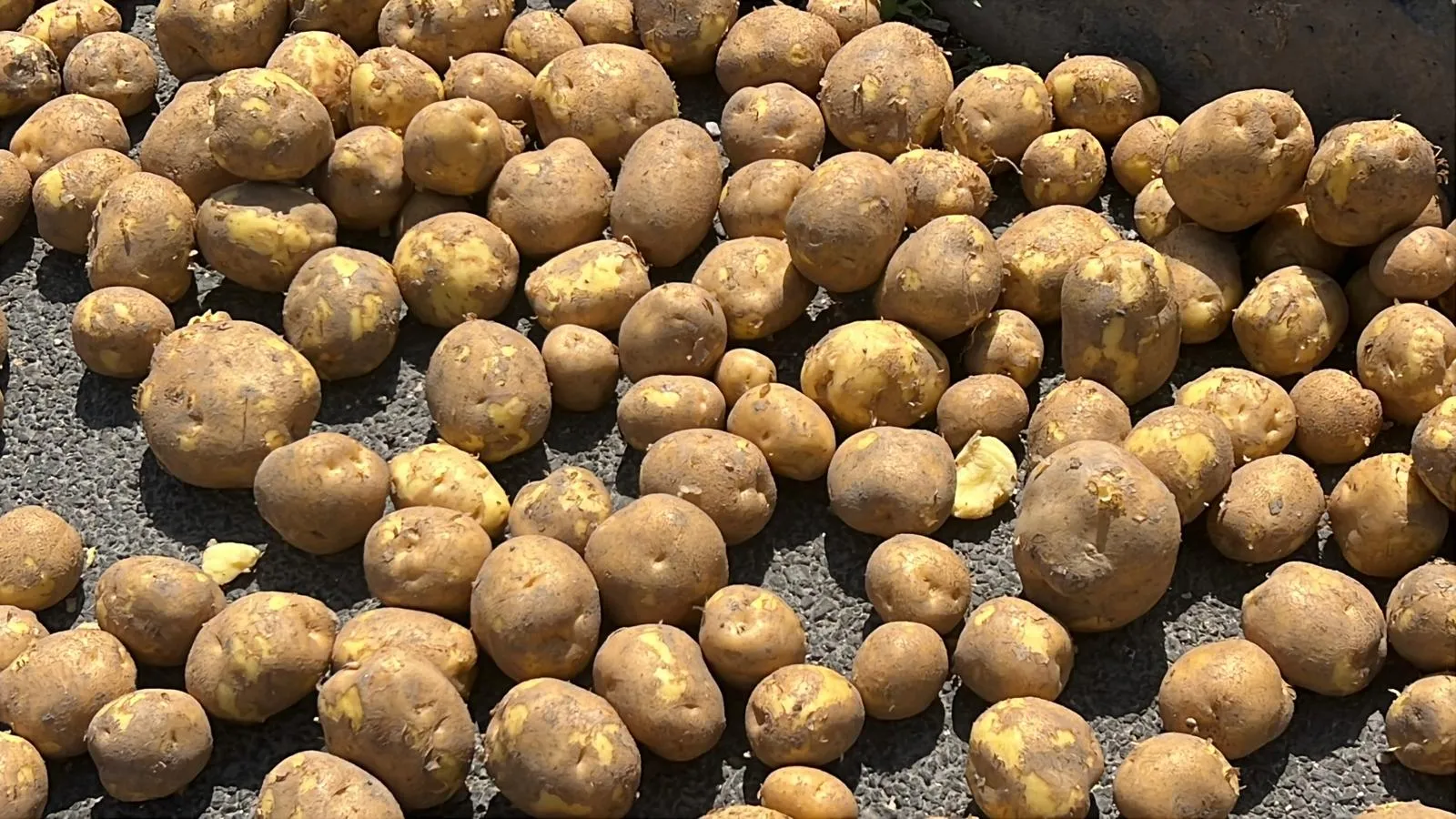 Nevşehir yoluna dökülen bir ton patates trafiği felç etti
