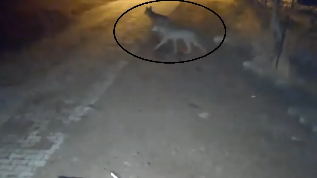 Sivaslı kadının gece çöp macerası kabusa döndü