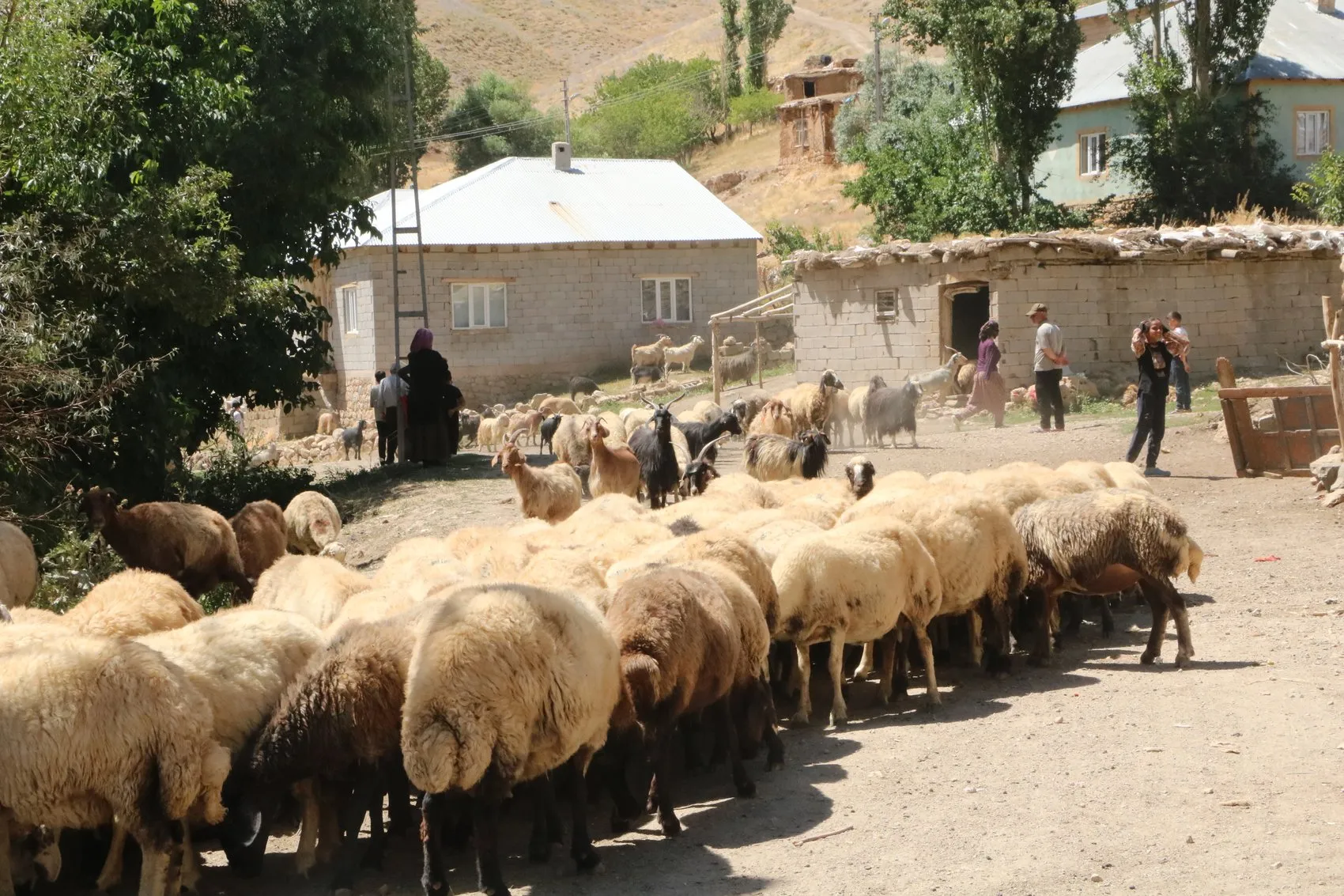 Yüksekovalı besicilerin 30 yıllık su çilesi bitmiyor