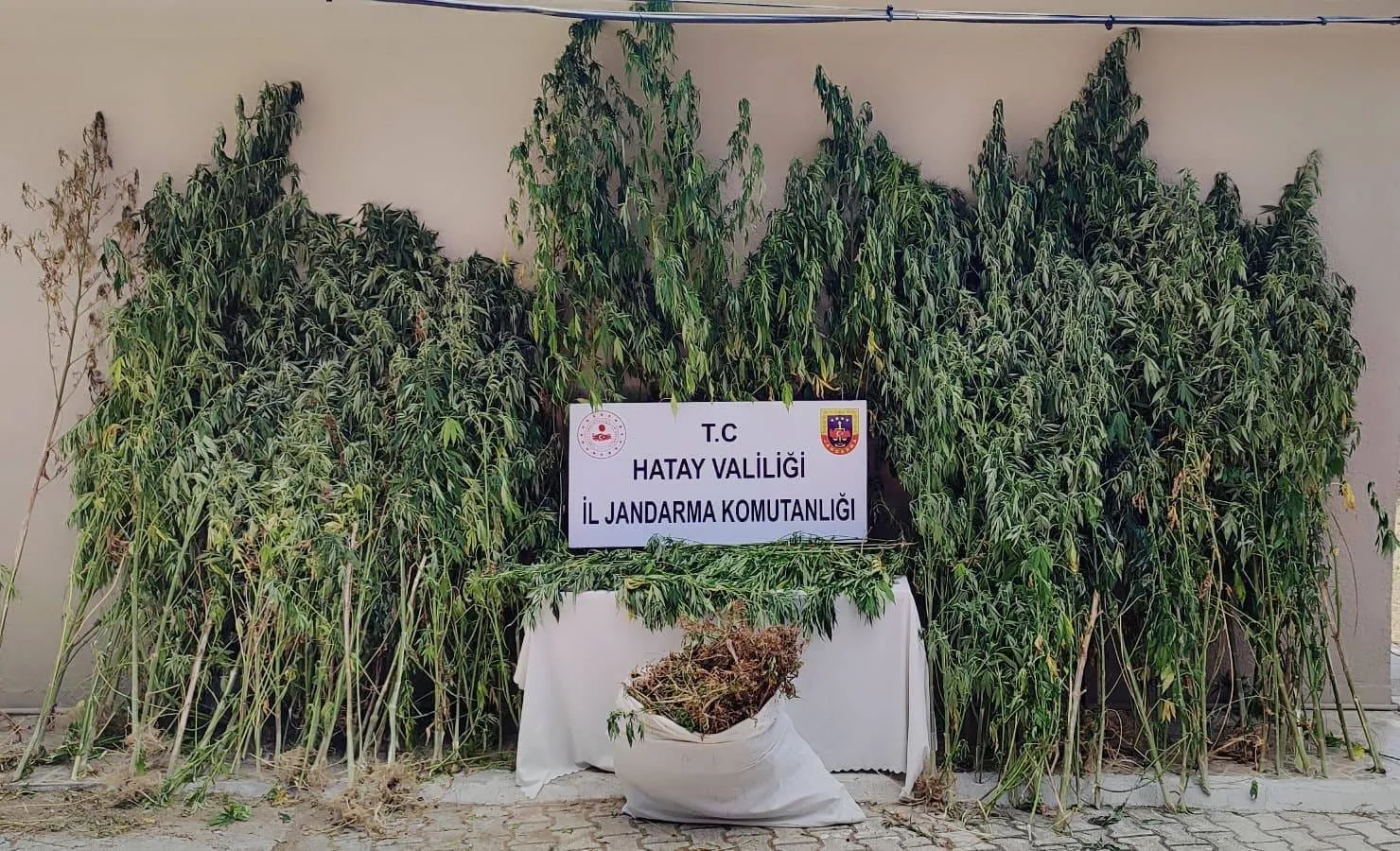 Samandağ kırsalında dev kenevir operasyonu