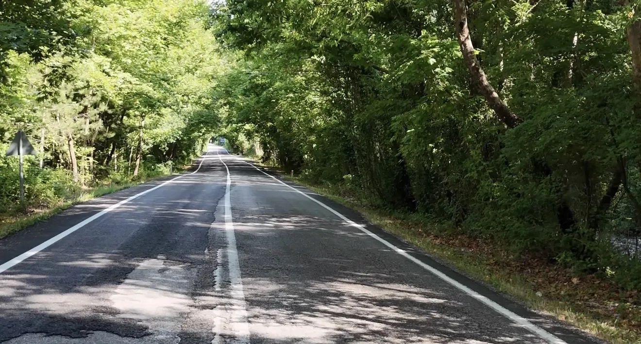 Bartın'da doğanın oluşturduğu o meşhur ağaç tünel yolu