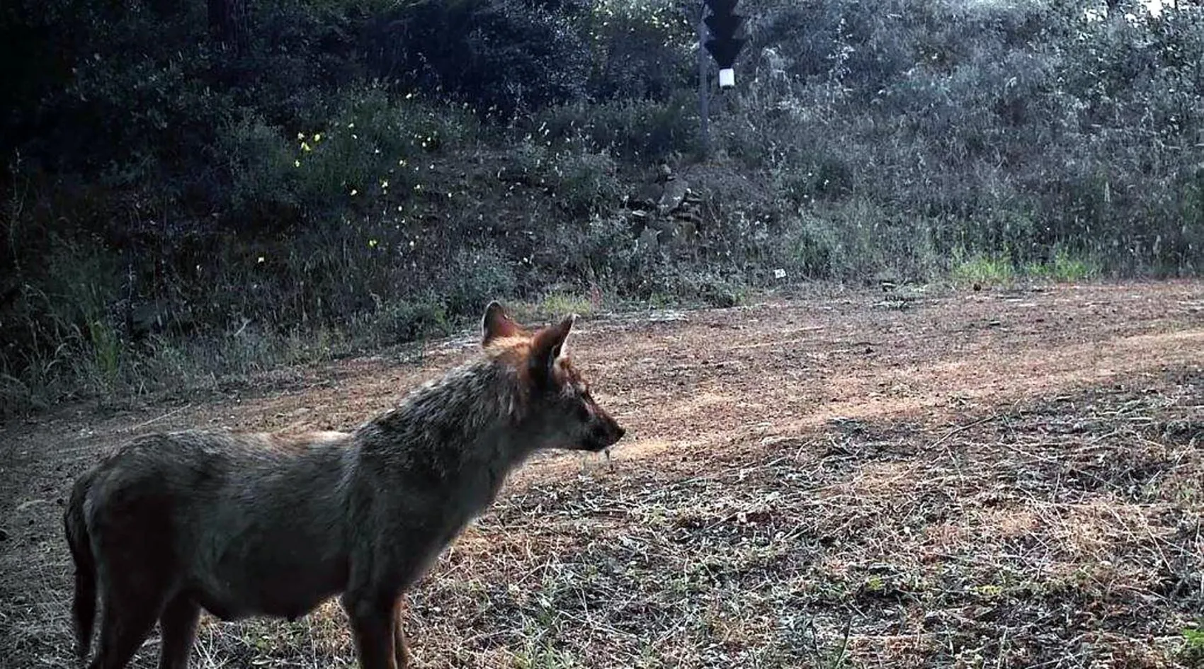 Ganos’un gizli misafirleri kamerada Tilki, çakal, karaca hepsi aynı ormanda