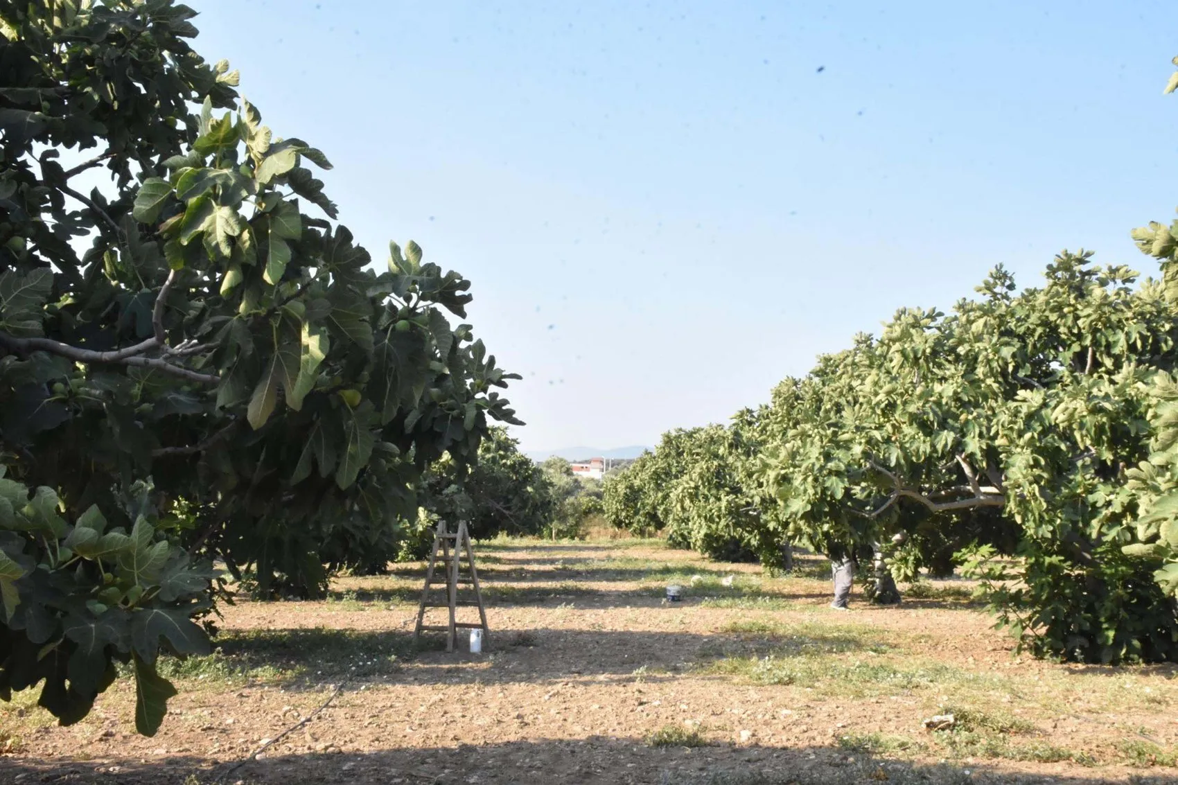 İzmir'in meşhur bardacık inciri tezgahlara iniyor