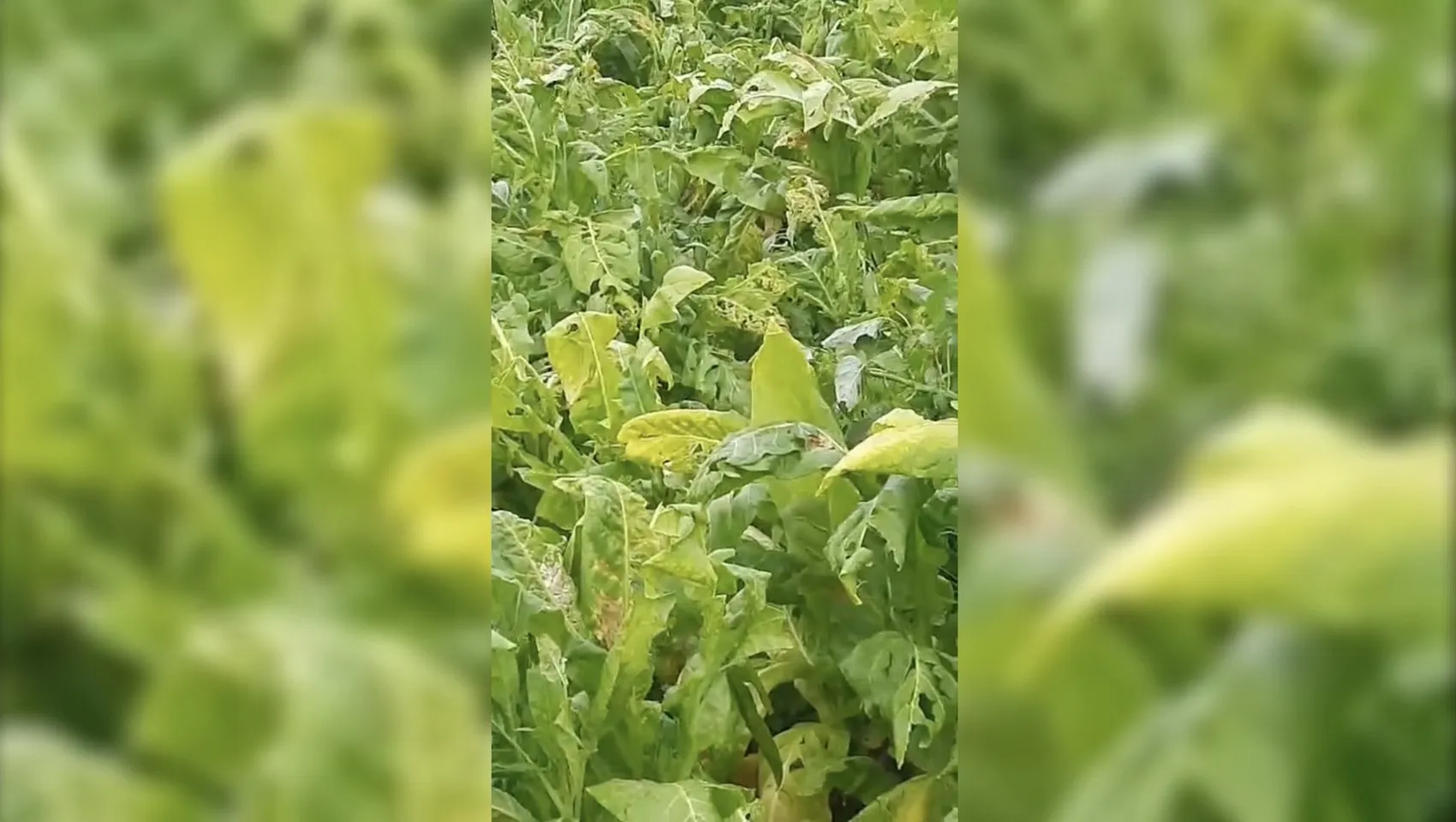 Çelikhan'da dolu kabusu: Tütün tarlaları bir anda beyaza büründü