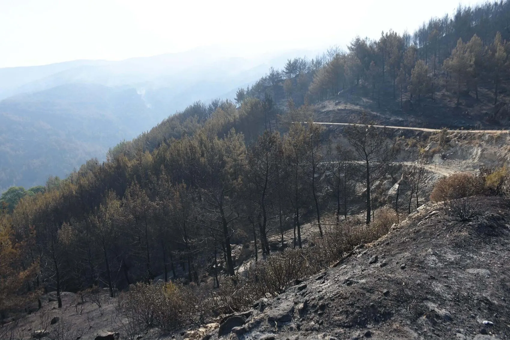 Çine orman yangınının sorumluları yakalandı